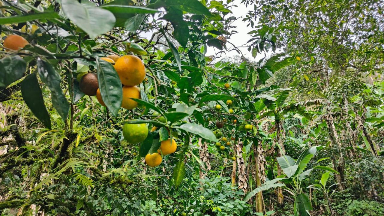 Minca Sintropia - Sustainable Lodge & Organic Coffee Finca Exterior foto