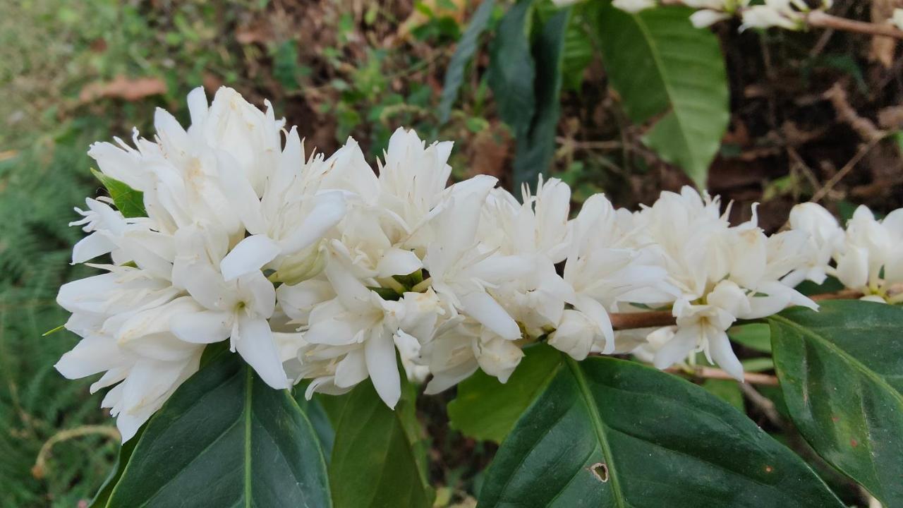 Minca Sintropia - Sustainable Lodge & Organic Coffee Finca Exterior foto