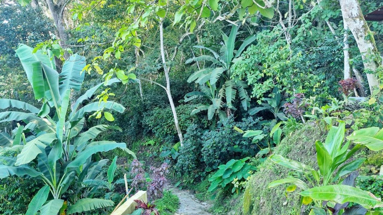 Minca Sintropia - Sustainable Lodge & Organic Coffee Finca Exterior foto